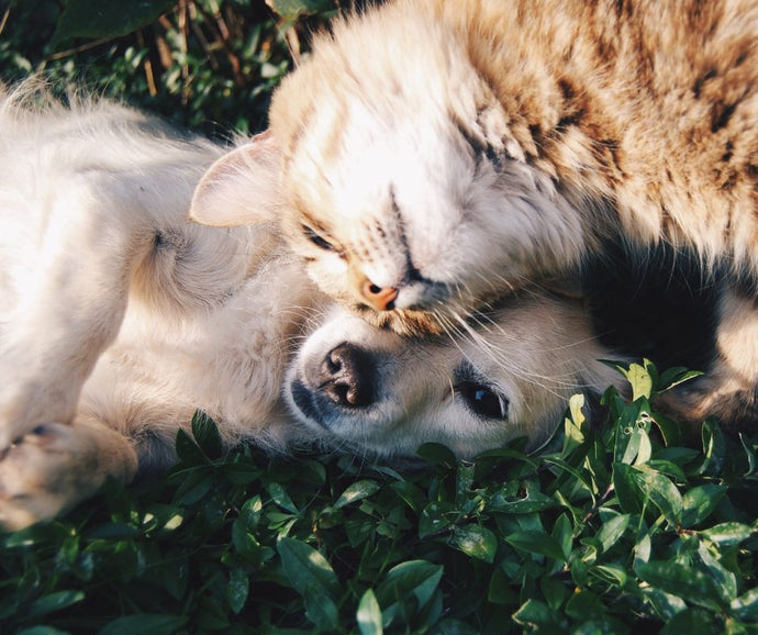 The 4 Most Popular Pets In Brazil